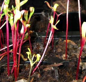 young beet seedlings