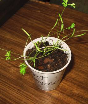 carrot seedlings