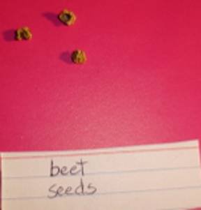 beet seeds