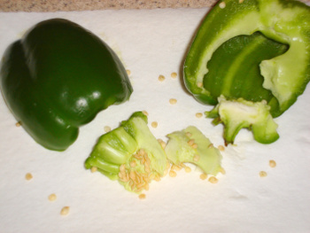 bell pepper saving seeds