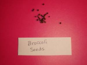 broccoli seeds
