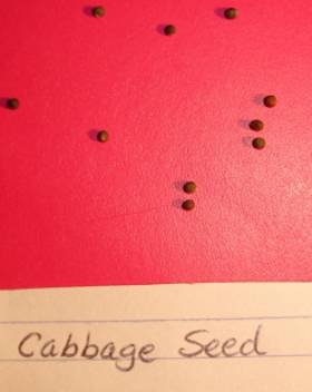 cabbage seeds