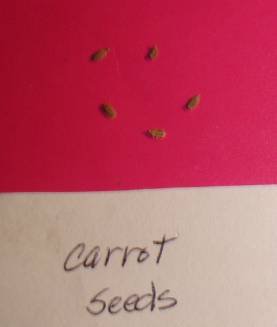 carrot seeds