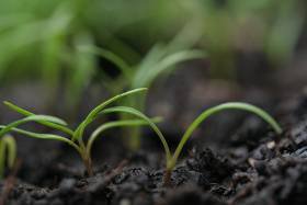 carrot seedling