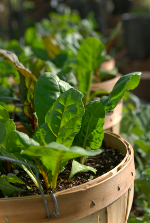 container growing collard greens