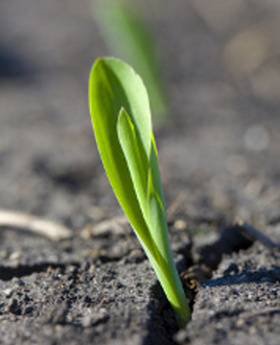 corn seedling just emerging