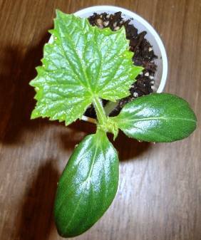 cucumber with baby and true leaf