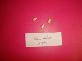 cucumber seeds