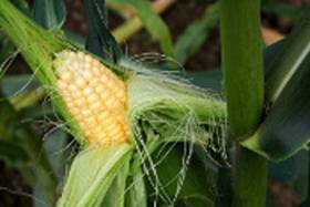 ear of sweet corn on stalk