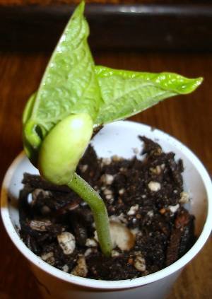 bean seedling