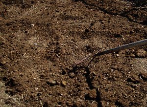 evening out soil with a rake