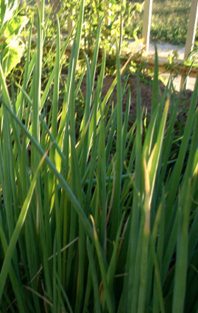 green onions growing