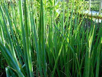 green onions in garden