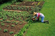 large vegetable garden