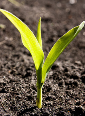 open corn seedling