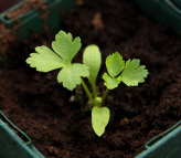 parsley seedling true leaf