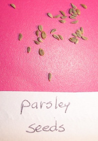 parsley seeds