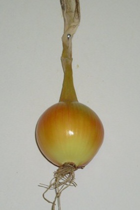 mature onion