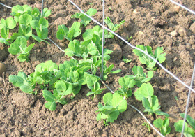 pea seedlings