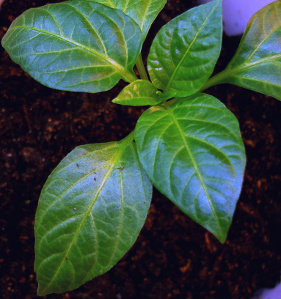 pepper seedling with new growth