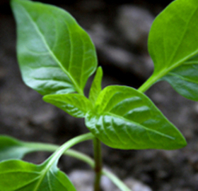 pepper plant