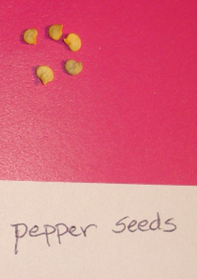 pepper seeds