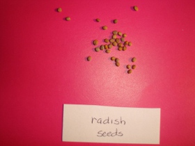 radish seeds