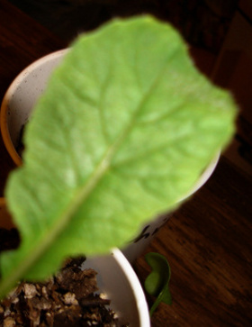 true radish leaf