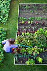 raised bed garden