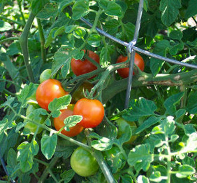 ripe tomatoes on vine
