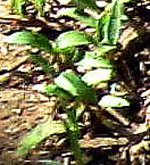 row of parsley seedlings