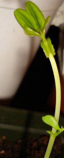 snow pea germinated