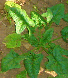 savoyed spinach