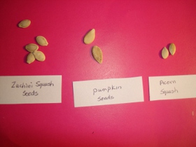 squash seeds