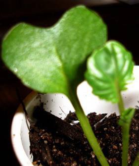 broccoli true and seed leaf