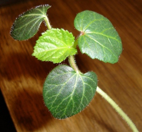 okra true leaf