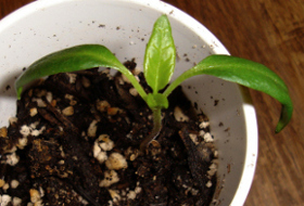 first true leaf on pepper plant