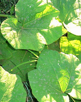 winter squash leaves butternut squash