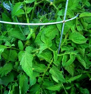 tomato plant in cage