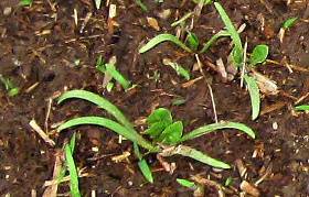 baby spinach leafing out