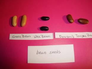 Seedling Identification Chart