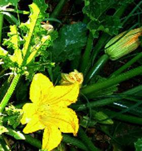 blooming zuchinni with young squash