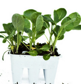 broccoli seedlings