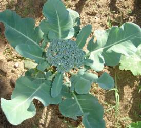 broccoli plant in garden