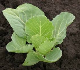 cabbage seedling