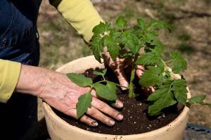 container gardening tomatoes