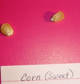 corn seeds