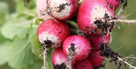 garden radishes