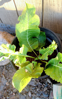 horseradich in a pot