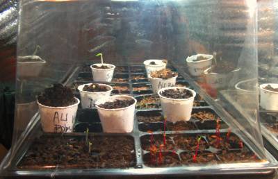 starting seedlings indoors